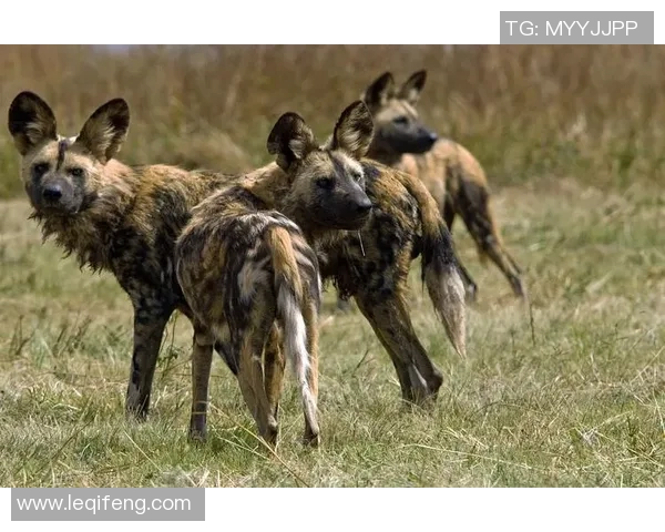 纽波特郡与格里姆的精彩对决揭示足球战术与团队精神的较量 纽波特郡与格里姆的精彩对决揭示足球战术与团队精神的较量